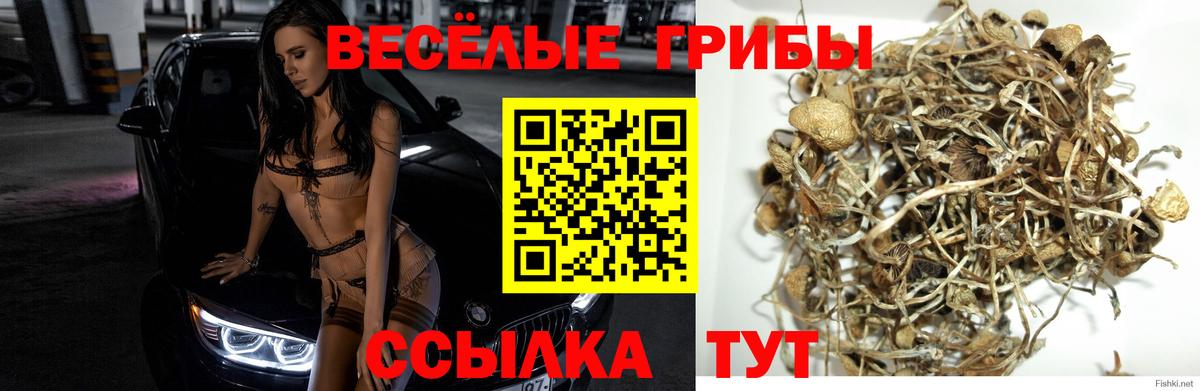 Псилоцибиновые грибы Psilocybe Топки